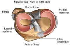 image Bird's eye view normal meniscus